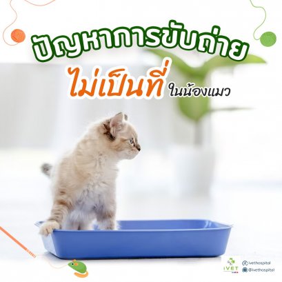 ปัญหาการขับถ่ายไม่เป็นที่ในน้องแมว
